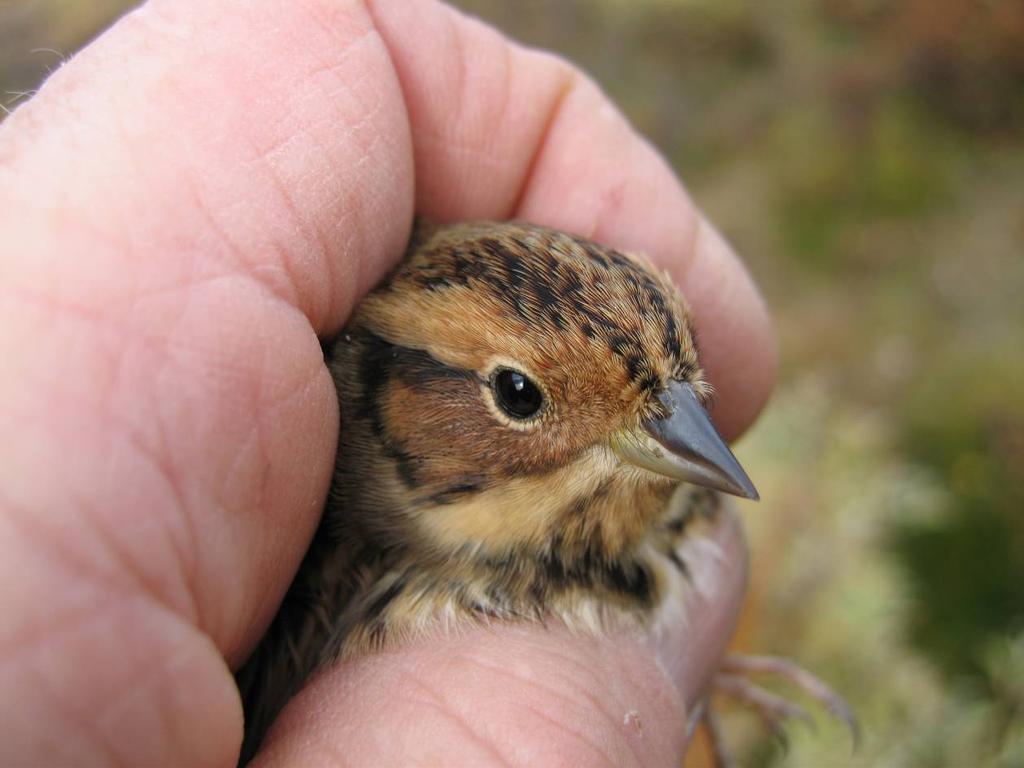 Gulsporv, Emberiza citrinella. Schaanning nevner i 1918 at arten sees enkeltvis med års mellomrom på Fokstugu. Senere er arten ikke nevnt for området (THØ 2003).