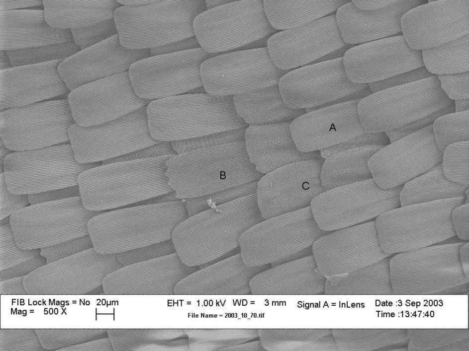 Biomimetiske materialer;