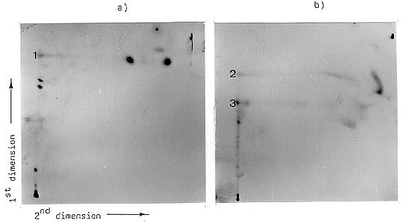 Horisontal utvikling 2-dimensjonalt utvikling (1 flekk pr.