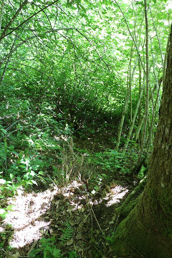 Vedlegg er lite påvirket av omgivelsene, med en relativt god artsrikhet. Den opprinnelige naturtypen lokalt har sannsynligvis vært D2a Lavurt eikeskog. Denne naturtypen er pt.