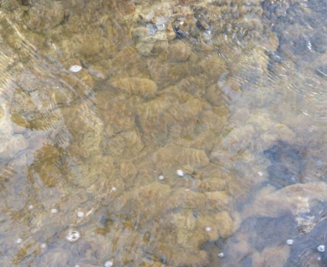 Figur 30. Substratet på bekkebunnen, som er opprinnelig er elvegrus og stein, er dekt av et tykt belegg med bakterien «lammehale» (Sphaerotilus natans) 