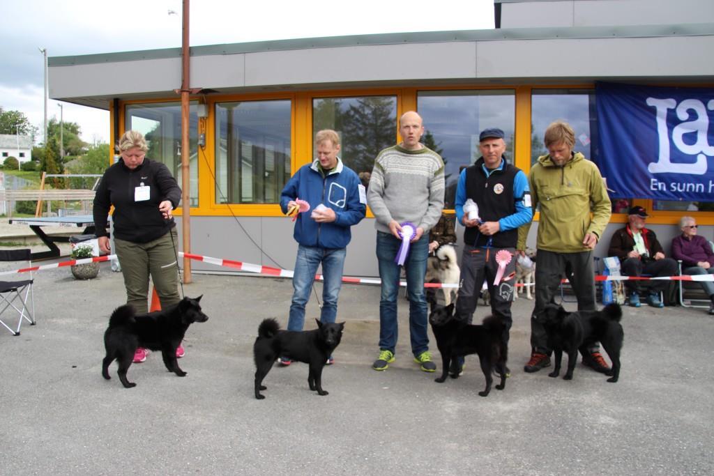 Utstilling Uskedalen 21.05.2016 Tore Storhaug, Svart Hunden`s kennel og Anita Lie, Børvelia`s kennel stilte i oppdrettsklasse. Begge ble tildelt Hederspremie. Beste oppdrett ble Børvelia`s.