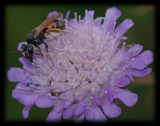 5 Kva treng pollinatorane? Alle pollinatorar har ein ting felles; dei treng blomstrande plantar.