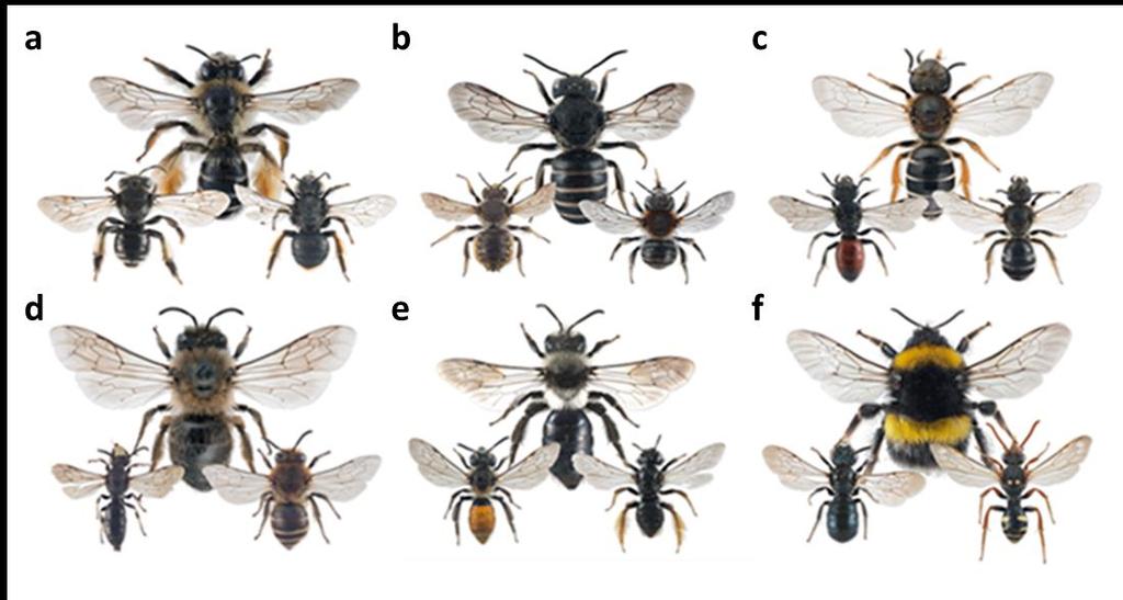 5.2 Behov for dei ulike gruppene Villbier sine behov Dei norske villbiene vert delt inn i seks ulike familiar (Danforth m.fl. 2006).