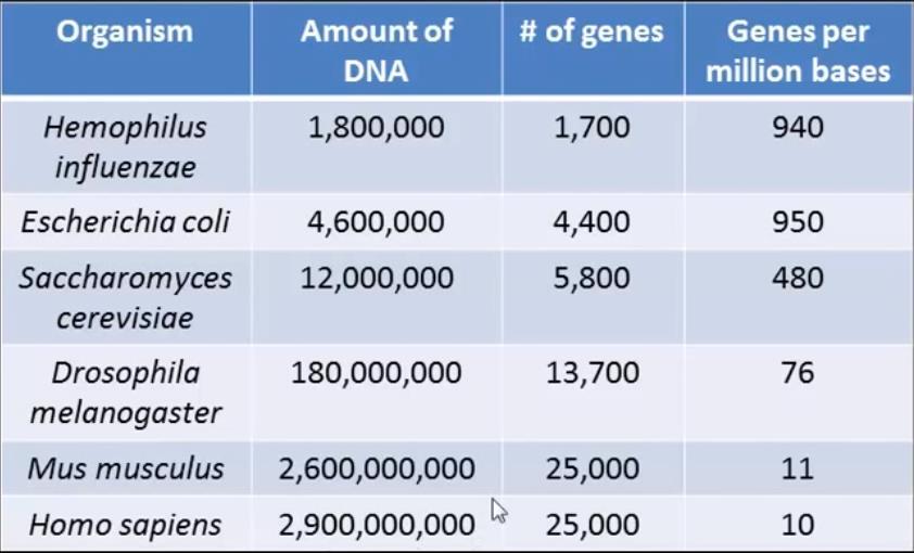 Celler har ulik genomstørrelse Prokaryoter og enkle eukaryoter har ofte et lite DNA-innhold (små genom), mens høyere eukaryoter har genom som kan være flere tusen ganger