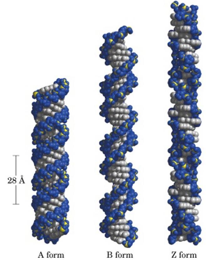 Andre DNA- strukturer A-DNA er sannsynligvis ikke viktig in vivo for dsdna, men dannes in vitro ved høye saltkonsentrasjoner eller i nærvær av etanol.