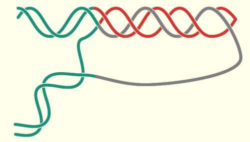 Denne er en venstredreid helix, med sikksakk-form. Denne konformasjonen danner spesifikke bindingsregioner for flere proteiner, blant annet et RNAediteringsenzym, ADAR1.