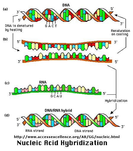 De to komplementære DNAtrådene holdes sammen av hydrogenbindinger Disse kan brytes ved oppvarming, og DNAet denaturerer.