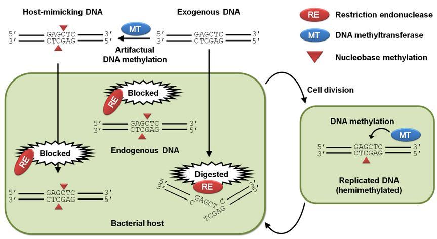 DNA metylering i bakterier C og A i bakterie-dna kan metyleres av metyltransferaser 5-meC, 4meC, 6-meA: Fungerer bla som forsvarssystem, da bakteriene motvirker virusangrep ved å «kutte» viralt DNA