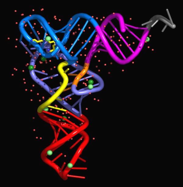 Ulike typer RNA RNA (RiboNucleic Acid) har nesten samme grunnstruktur som DNA, bortsett fra at sukkergruppen er ribose, i stedet for deoksyribose og at Tymin (T) er erstattet med Uracil (U).