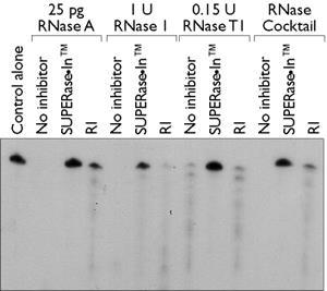 Det fins flere måter å unngå nedbrytning av RNA ved RNAser Prøven homogeniseres straks etter høsting i en buffer som inneholder kaotrope forbindelser (f. eks. guanidin hydroklorid).