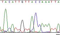 Sekvensering av DNA For å kunne gjøre funksjonelle studier av DNA, er det nødvendig å kjenne DNA-sekvensen.