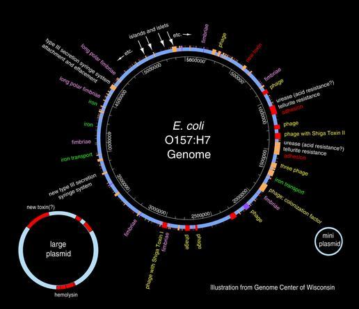 Sekvenserte genom Siden 1995 er ca 10 000 genom sekvensert De fleste av disse er fra prokaryoter, og svært mange er