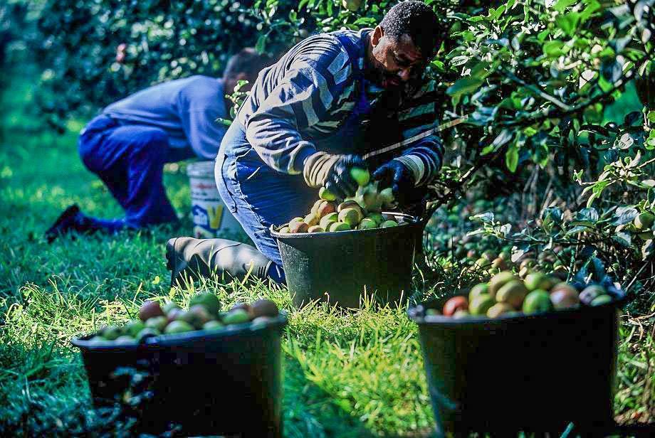 Hand picking Preserve the fruit from machine injuries Self fallen apples: maturity