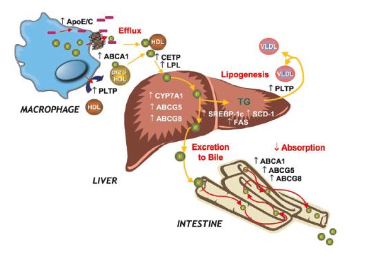 Innledning 16 Figur 1.7. Figuren viser LXR-targetgener involvert i kolesterolmetabolisme og lipogenese.