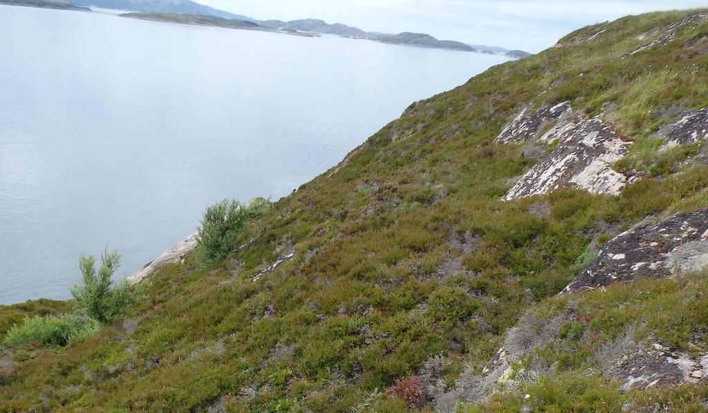 revegetering i sørhellinger etter vinterskaden