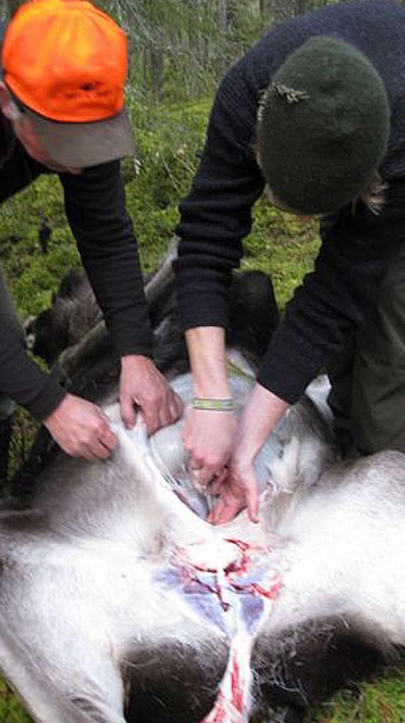 Foto: Paal Øieren ved tettheter under den økologiske bæreevnen.