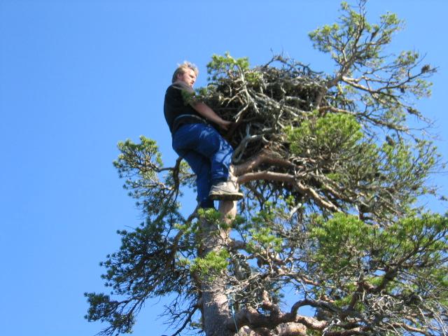 Dette reiret ble bygd i 2000 og var 110 cm i diameter og 70 cm høyt i 2005. Det samme reiret blir gjerne benyttet helt til det ramler ned. (Foto: Jon Kristian Norum).