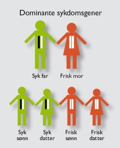 HCM - Arvelig hjertemuskelsykdom Mutasjon påvises hos