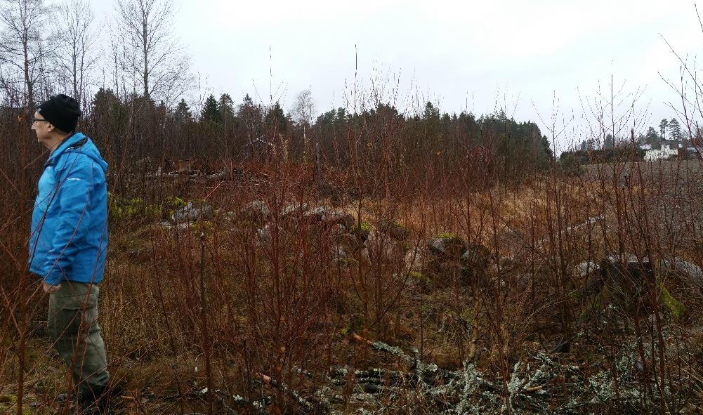 Berget ligger noe bak disse fyllmassene. Antakeligvis er massene lagt der for å lage dreneringsløp. Figur 4: Steinmur foran fyllmasser.