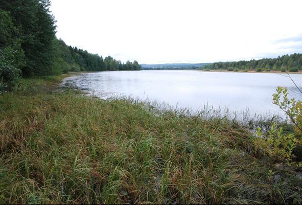 Starrbeltene på sørøst-siden av Gardsjøen utgjør en smal sone utenfor lauvskogen. Foto: Oddmund Wold.