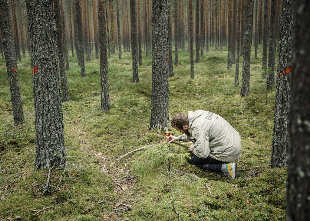 I et globalt perspektiv er det helt unikt. Tyttebær er kule. Multer, trollhegg og villbringebær bruker jeg ofte. Disse bærene er helt unike for Norrland.