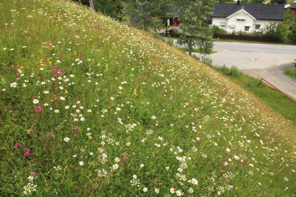 Det bratteste partiet i slåttemarka på Sørhaug i slutten av juni.