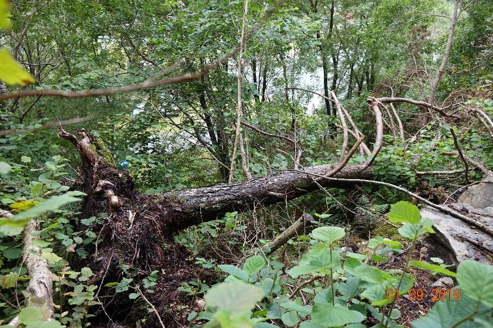 13 Figur 3-12 Rotvelt observert noen få meter nord