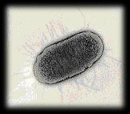 2006 EHEC-utbruddet - E. coli O103 E.