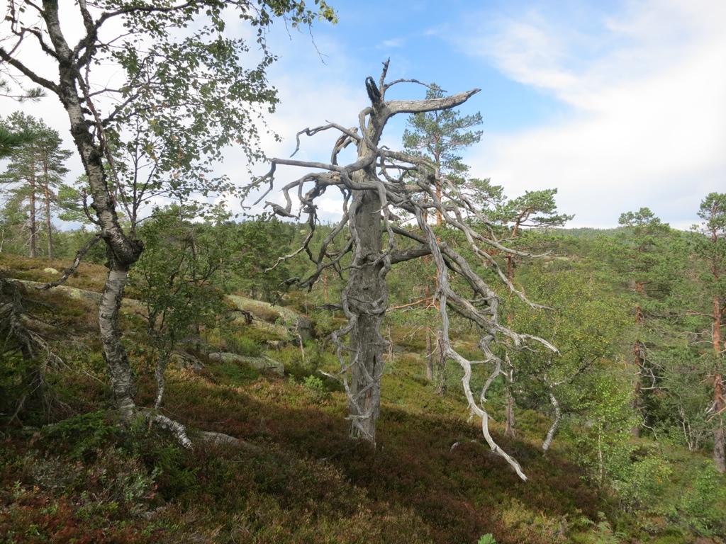 Foto: Øivind Gammelmo Gammel granskog på