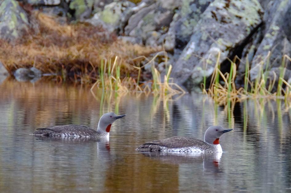 I LOMSDAL-VISTEN NASJONALPARK