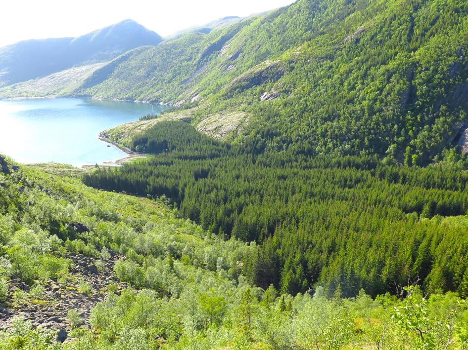 Det er fortsatt mulig å se kraftlinjegate der den går gjennom skog, men denne vil gradvis gro igjen. Befaring med Helgelandskraft etter riving av høyspentlinje. Kraftgaten kan ses i bakgrunnen.