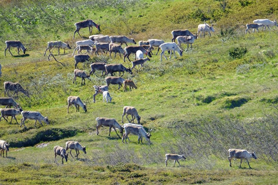 4. Øvrige vurderinger og innspill Reingjerder Generelt: Det drives reindrift i hele verneområdet, og det står en rekke reingjerder i og like utenfor nasjonalparken som brukes gjennom året i