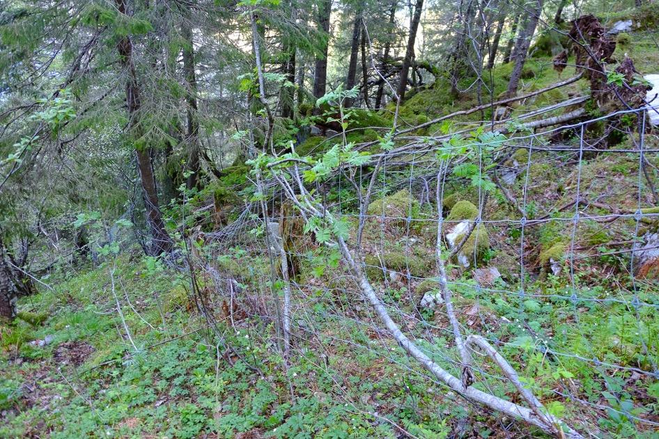 I Svenningskaret står et mindre samlegjerde som tilsynelatende ikke har vært i bruk på flere år. Gjerdet står ikke langt fra eksistrende gjerdeanlegg i Dempa ved Stavassdalsveien.