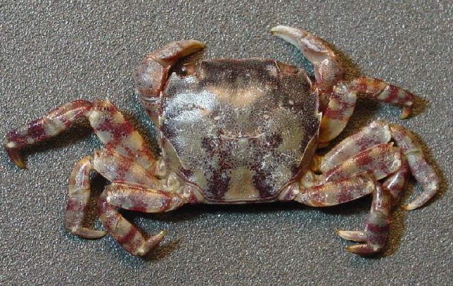 DØRSTOKKARTER Asiatisk strandkrabbe (Hemigrapsus sanguineus) Voksne individ kan bli mer enn 3,5 cm på bredeste punktet på skallet.