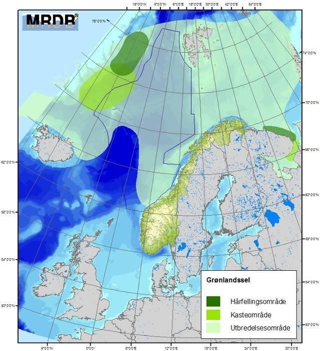 Norskehavsbestanden seg i drivisen nord for Jan Mayen for å kaste og pare seg. Utenom forplantnings- og hårfellingsperiodene er grønlandsselene på beitevandring.