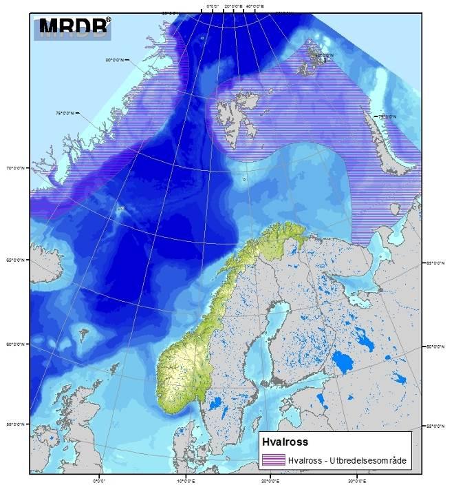 Figur 4-14 Utbredelse av hvalross (HI 2007). Havert forekommer i kolonier langs hele norskekysten.