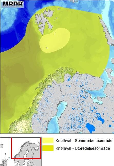 Figur 4-19 Utbredelse av knølhval og spekkhogger langs Norskekysten (HI 2007). 4.3.3 Effekter og sårbarhet I det følgende gis en gjennomgang av mulige effekter for hval, som følge av oljeeksponering.