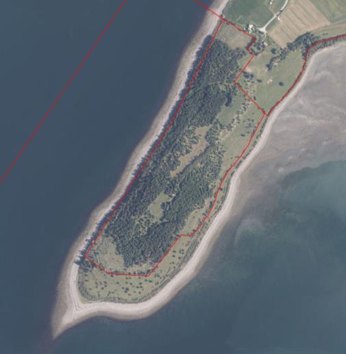 Skagbukta (figur 5 a og 6 b til venstre i bildet): Den tidligere strandenga i Skagbukta er i dag sterkt påvirket av beiting og tråkk fra storfe som dessuten tilleggsfôres her om vinteren.