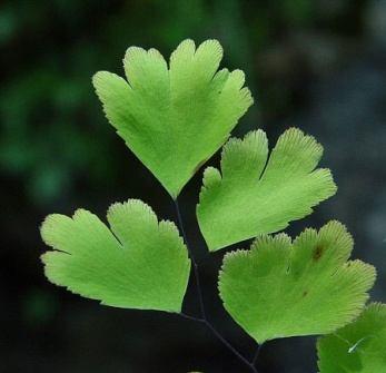 Eusporangiatae Classis Marattiopsida Subcl. Marattiidae Subdiv. Leptosporangiatae Classis Polypodiopsida Subcl. Marsileidae Subcl. Salviniidae Subcl. Polypodiidae Adiantum capillus-veneris L.