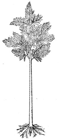 Cordaitales Pinales Pinaceae Cupressaceae Taxales Taxaceae Klasa Pinopsida (četinari) Većinom drveće, ređe žbunje sa monopodijalnim grananjem.