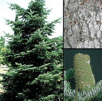 Abies alba Mill. Koristi se etarsko ulje četina (Abietis albae aetheroleum) i etarsko ulje šišarica (Abietis fructum aetheroleum).