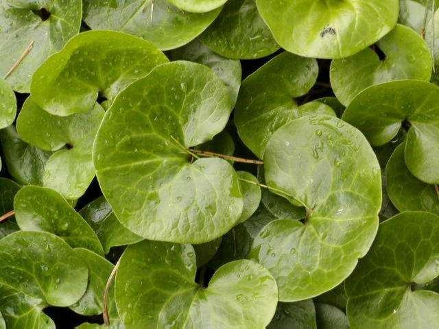 Asarum europaeum L.