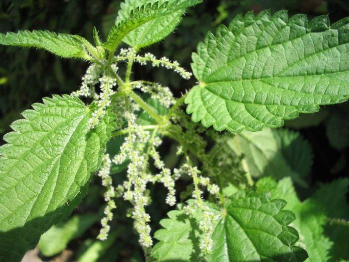 Cannabis sativa Urtica dioica L. (Urtica major Kan.