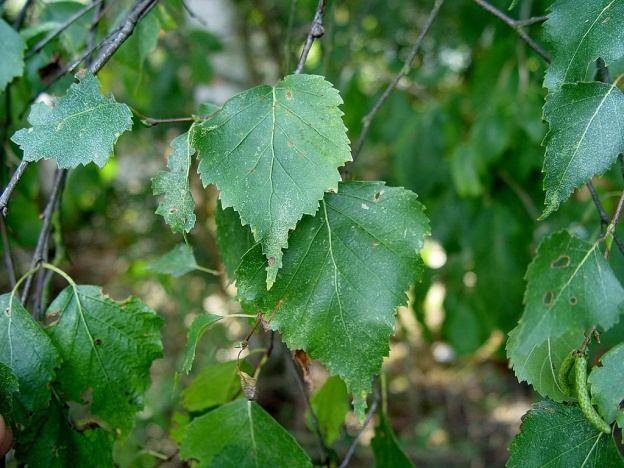 Upotreba: za jelo, diuretik, metabolik, antidijaroik. Betula pendula Roth. (B.