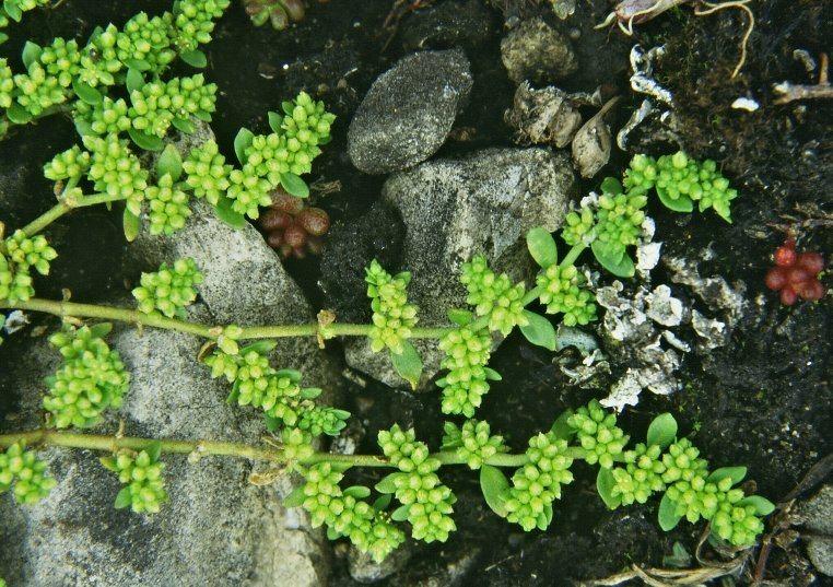 (Herniariae herba). Upotreba: diuretik.