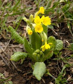 Podklasa Dillenidae Primulaceae *Ca