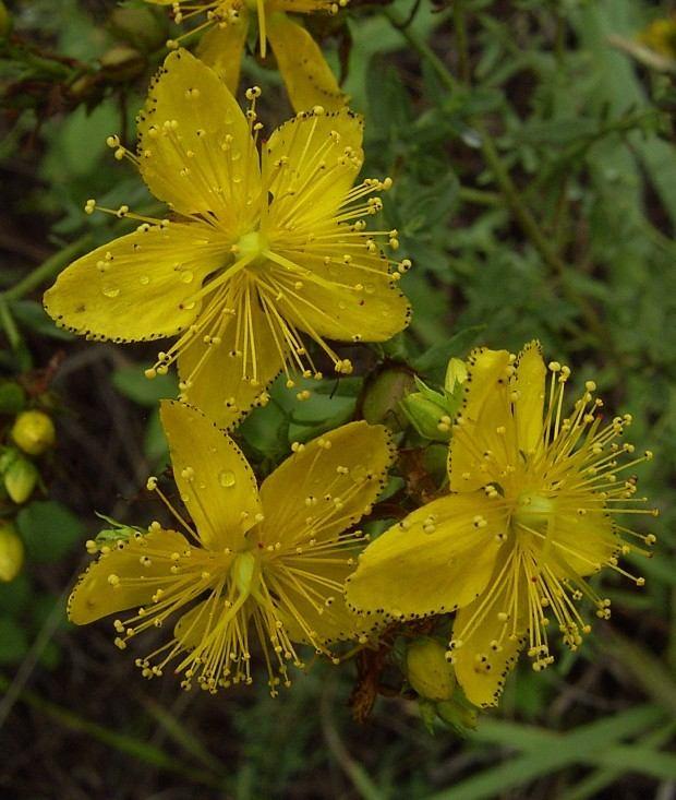 Hypericum perforatum L. (H. plasoni Form.