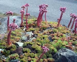 Upotreba: narodni lek protiv upala. Sempervivum tectorum Rosa canina L.