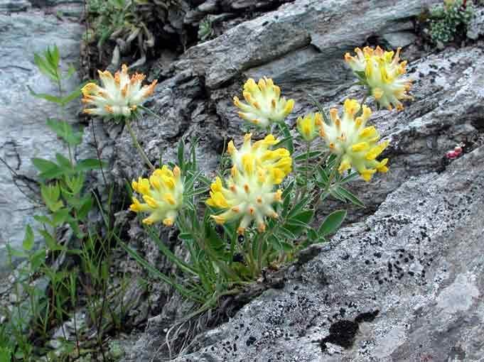 Upotreba: tonik, holagog. Rosa canina Anthyllis vulneraria L.